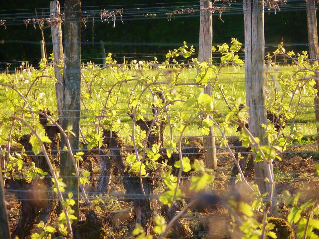 Domaine Joseph Lafarge Wine Resort Oeno-Tonneaux Experience Lugny Exteriör bild