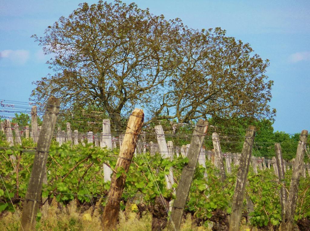 Domaine Joseph Lafarge Wine Resort Oeno-Tonneaux Experience Lugny Exteriör bild
